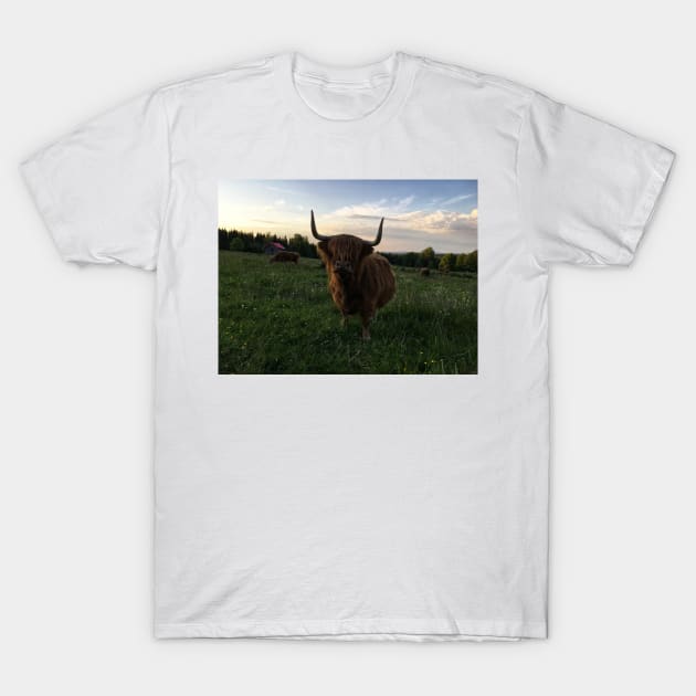 Scottish Highland Cattle Cow 2427 T-Shirt by SaarelaHighland